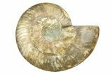 Cut & Polished Ammonite Fossil (Half) - Madagascar #308099-1